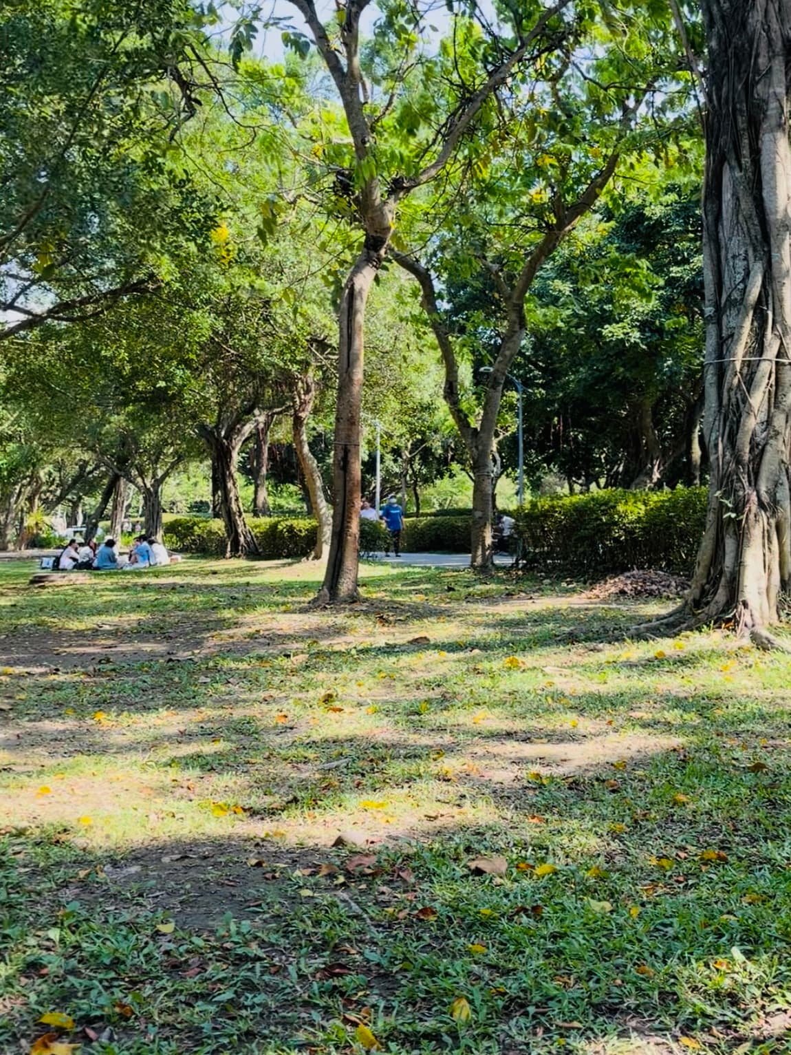 大安森林公園的樹蔭與草地