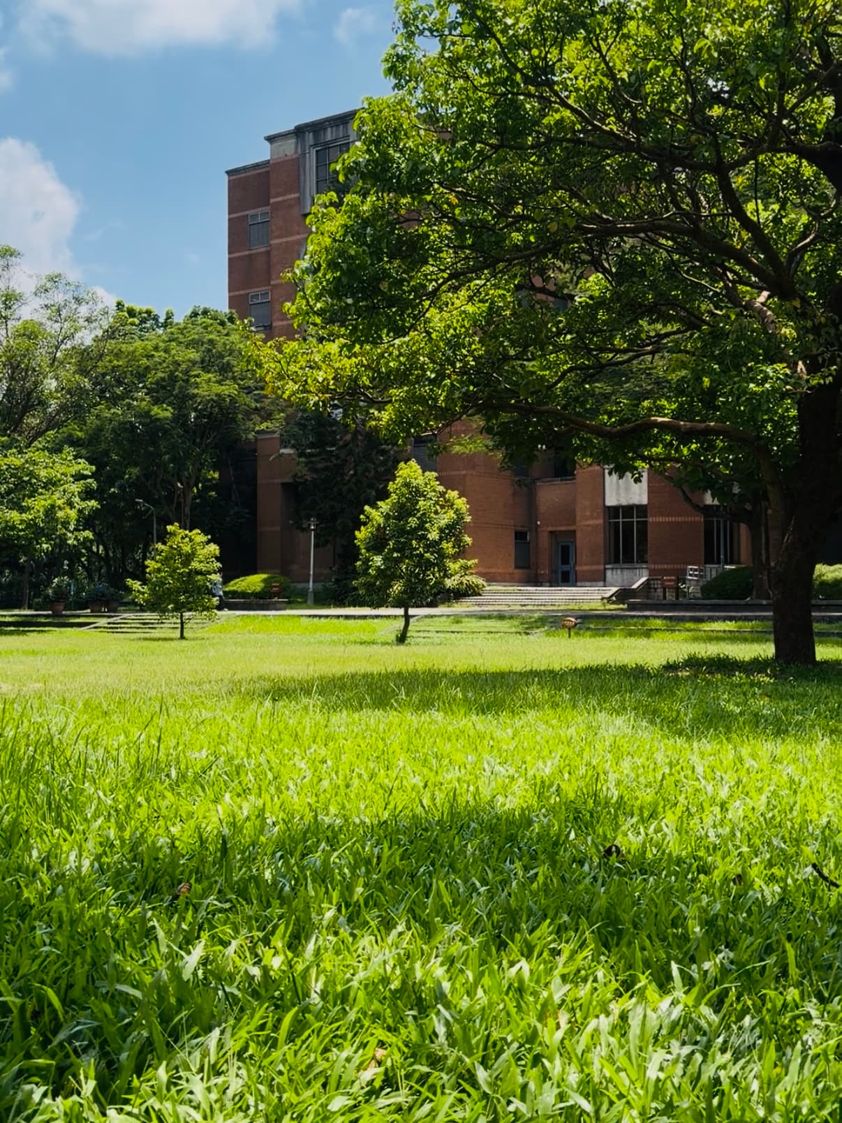 台灣大學校園裡的綠地與樹木